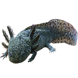 Wild Type Axolotl